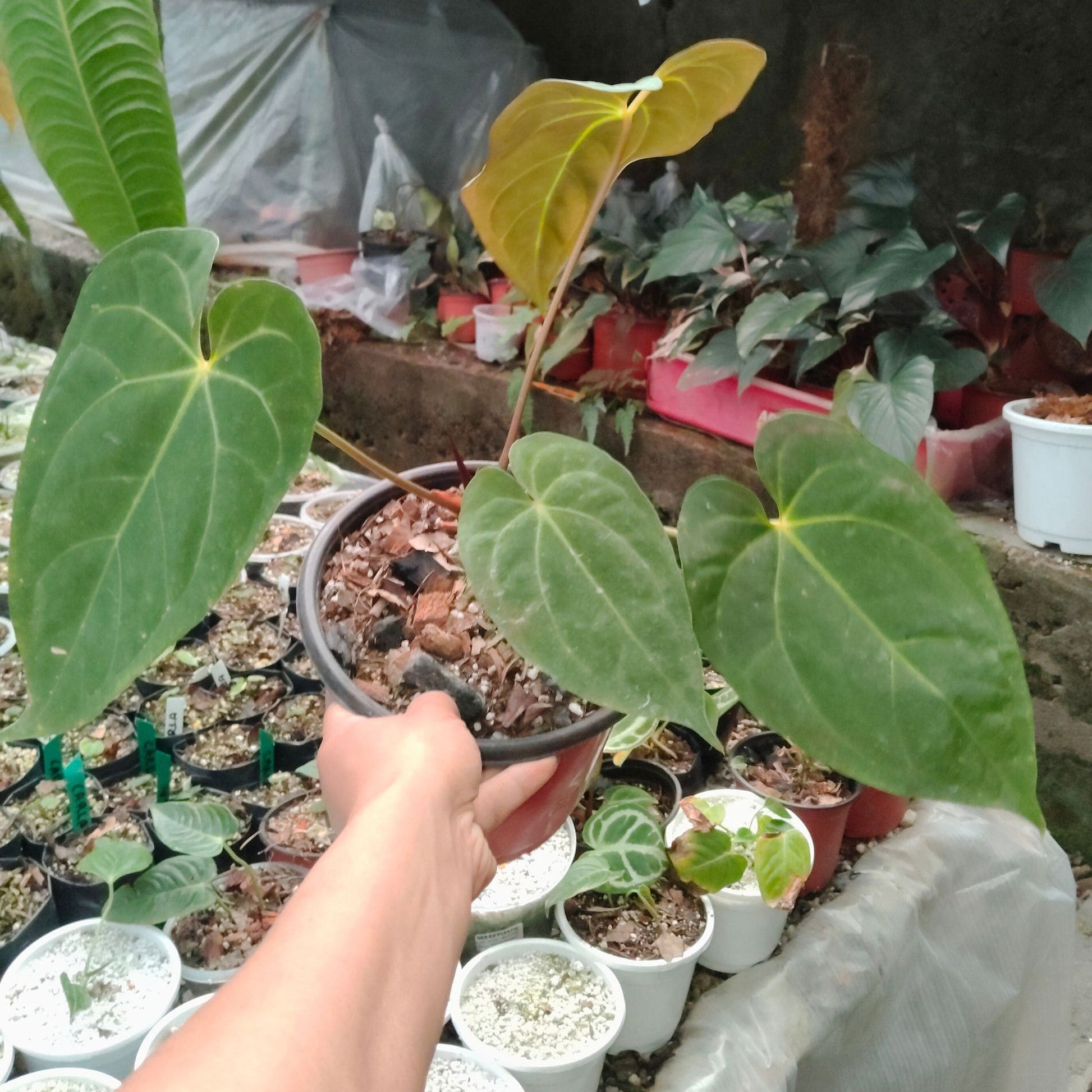 Anthurium Papillilaminum – Rare Velvet Foliage Plant (15–30 cm Height, 3–5 Leaves)