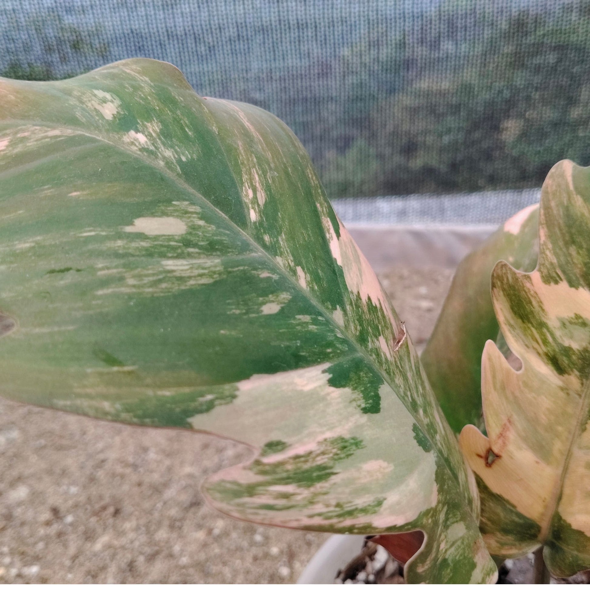 Philodendron Caramel Marble Variegated – Mature Size (6–10 Inches) Rare Collector Plant