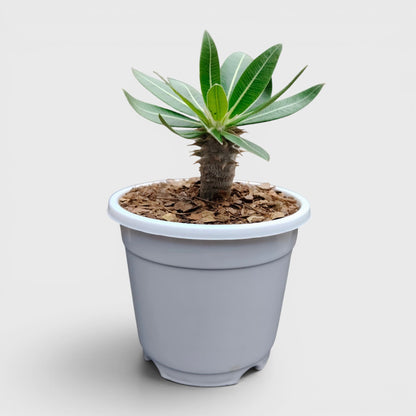 Pachypodium Eburneum – Rare Madagascar Palm Plant | Exotic Caudex Indoor Plant | Bare Rooted