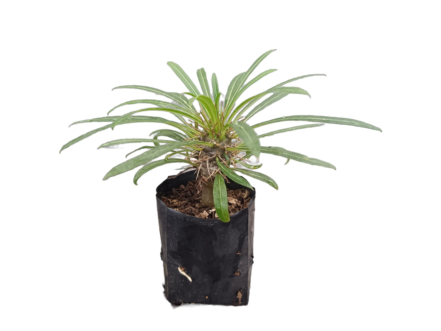 Exotic Pachypodium Lamerei (Madagascar Palm) - Perfect for Homes, Offices & Gardens! - My Store