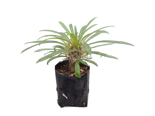 Exotic Pachypodium Lamerei (Madagascar Palm) - Perfect for Homes, Offices & Gardens! - My Store