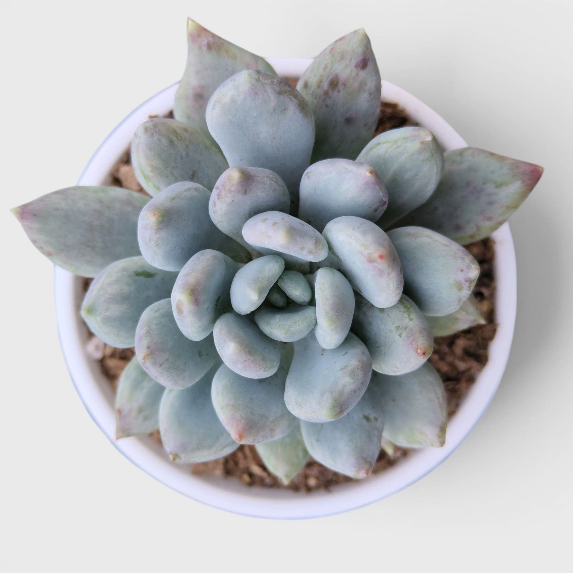 Pachyveria pachyphytoides “Moonstones” | Bare-Rooted – Beautiful Succulent for Home or Office