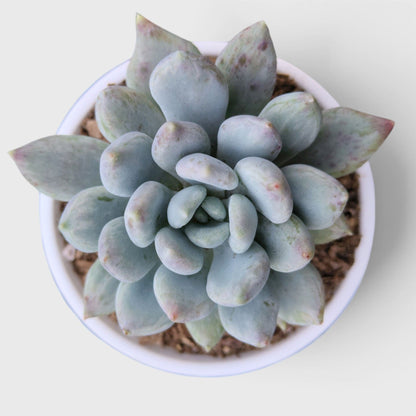 Pachyveria pachyphytoides “Moonstones” | Bare-Rooted – Beautiful Succulent for Home or Office