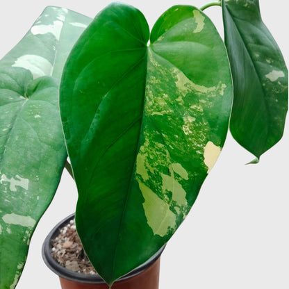 Syngonium Chiapense Variegated – Rare Aroid Foliage Indoor Plant | With Pot
