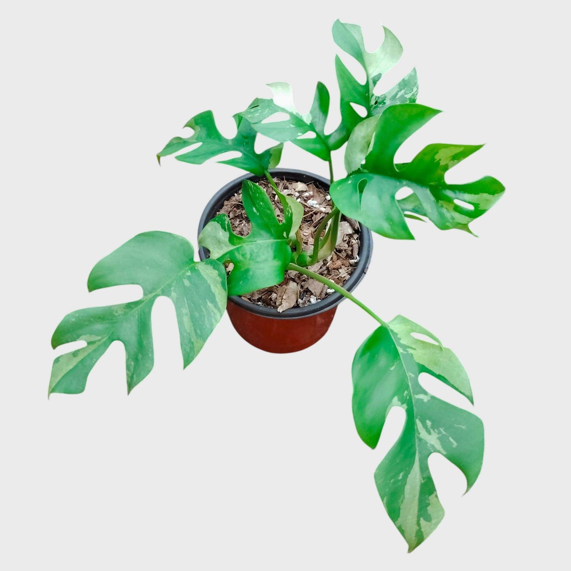 Mini Monstera Rhaphidophora Variegated | Rare Collector Aroid Foliage Plant (25–38 CM) | With Pot
