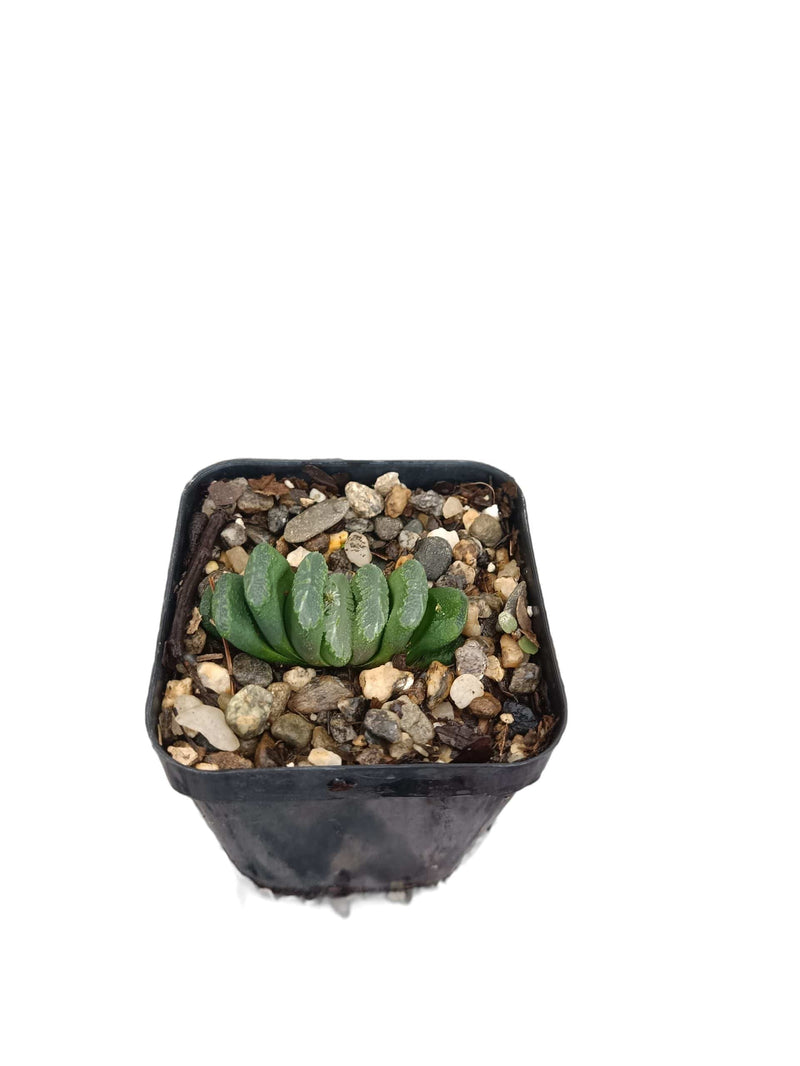 Exquisite Haworthia Truncata Schönland: Ideal for Homes, Offices &amp; Gardens – Bare-Rooted