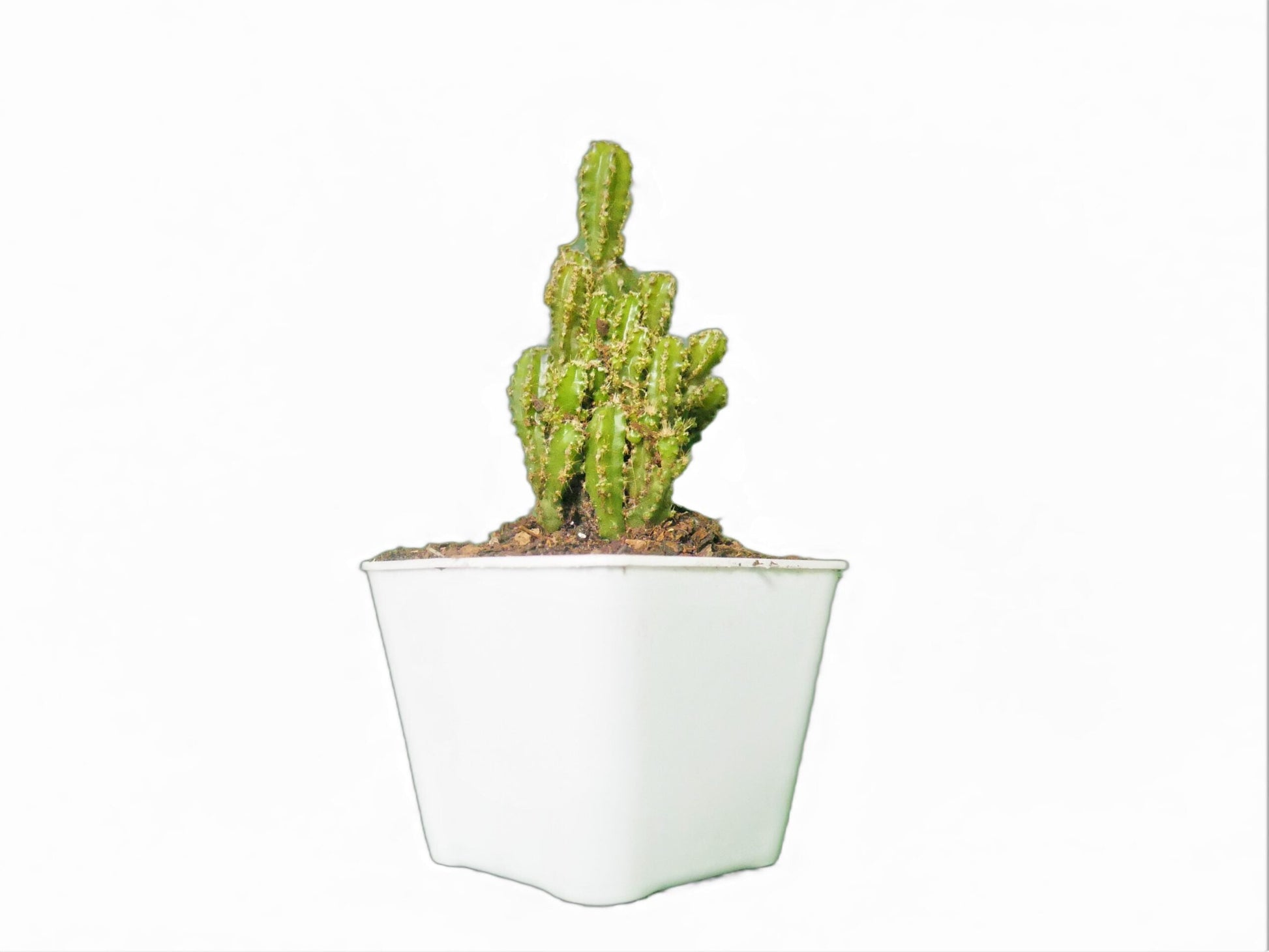 Fairy Castle Cactus (Acanthocereus Tetragonus) - Buy at Frek - My Store