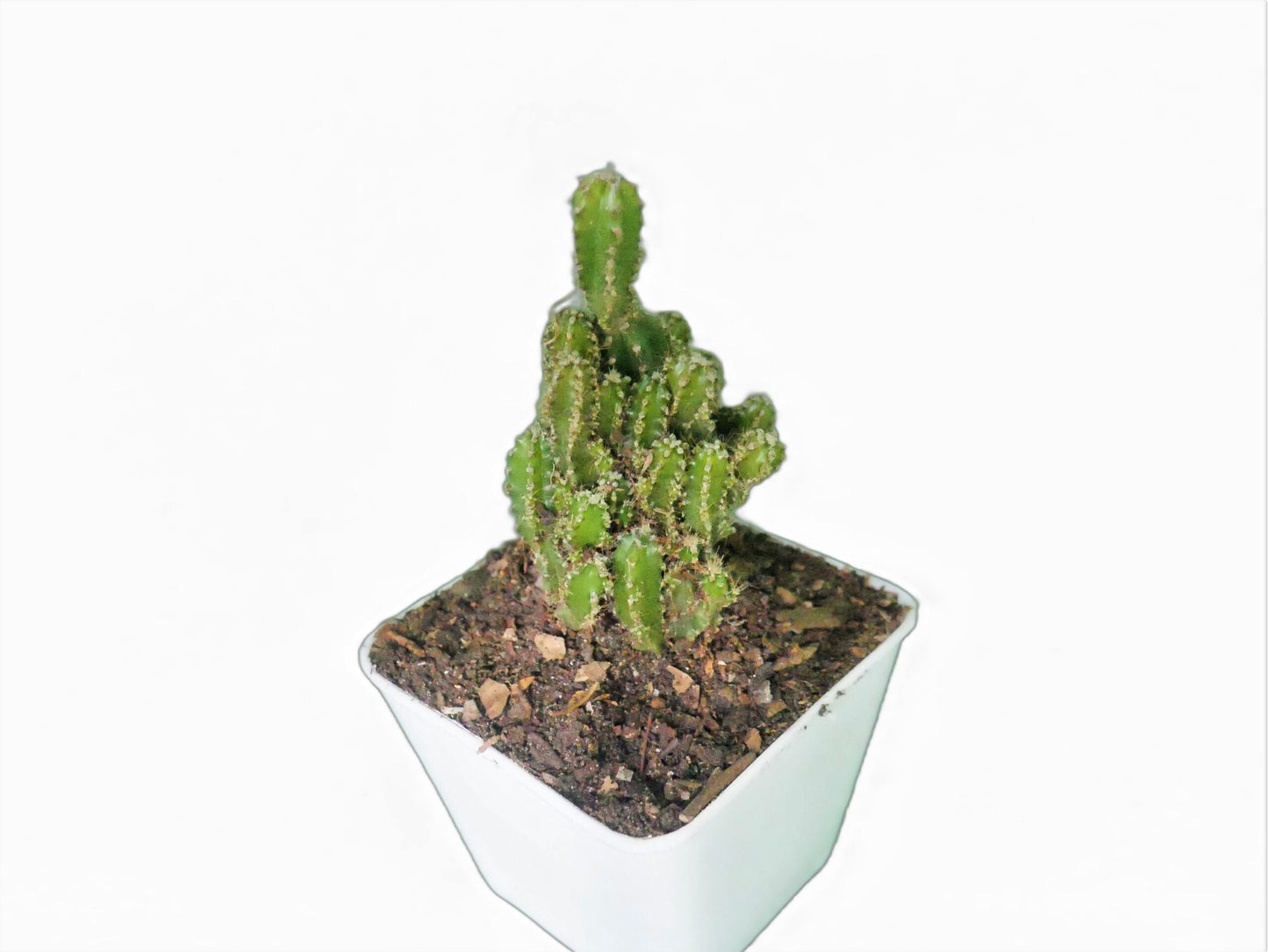 Fairy Castle Cactus (Acanthocereus Tetragonus) - Buy at Frek - My Store