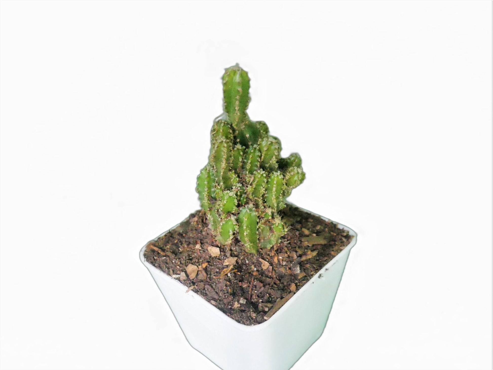Fairy Castle Cactus (Acanthocereus Tetragonus) - Buy at Frek - My Store