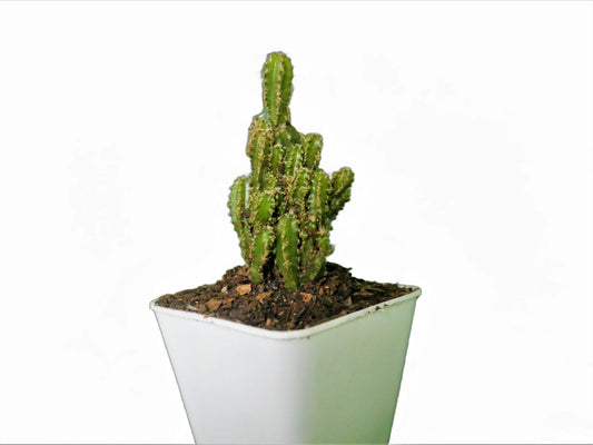 Fairy Castle Cactus (Acanthocereus Tetragonus) - Buy at Frek - My Store