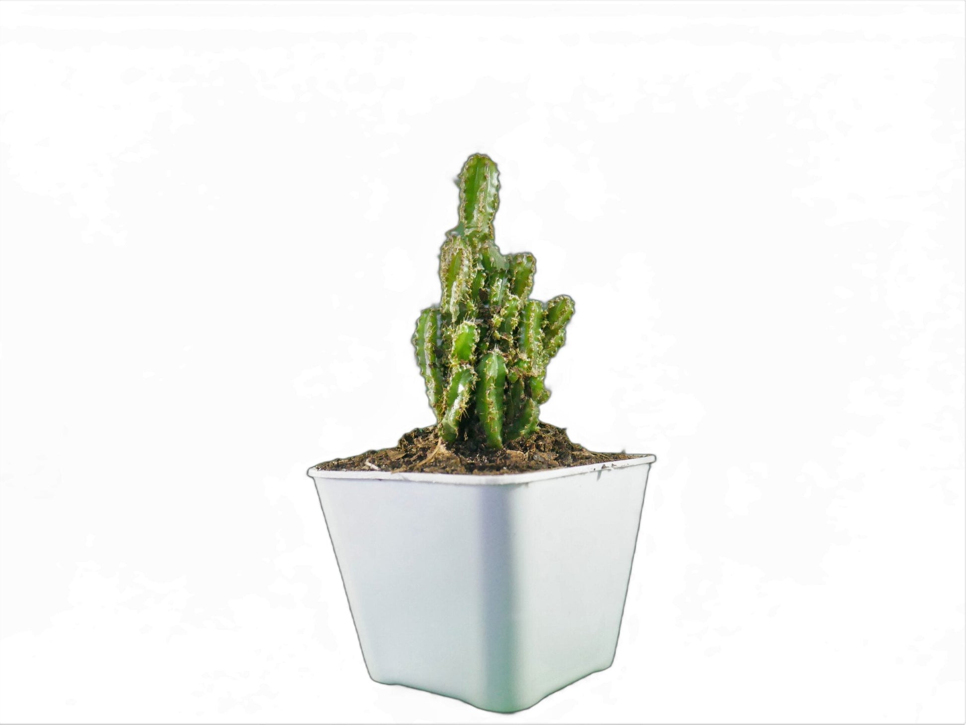 Fairy Castle Cactus (Acanthocereus Tetragonus) - Buy at Frek - My Store