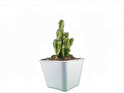 Fairy Castle Cactus (Acanthocereus Tetragonus) - Buy at Frek - My Store