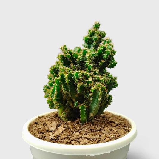 Fairy Castle Non-Variegated Cactus – Clumping Columnar Cactus