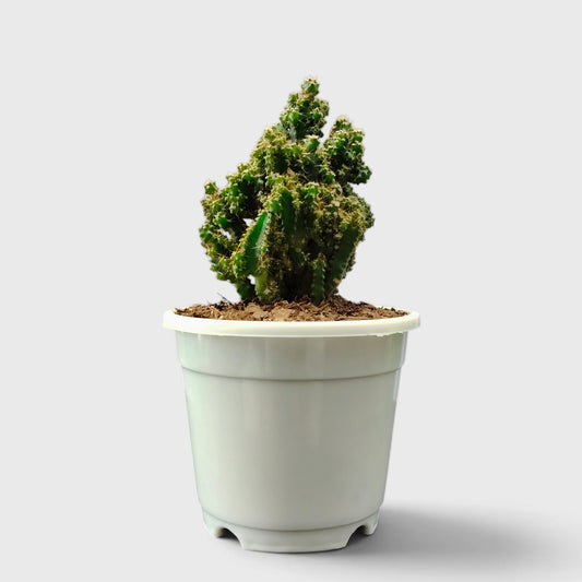 Fairy Castle Non-Variegated Cactus – Clumping Columnar Cactus