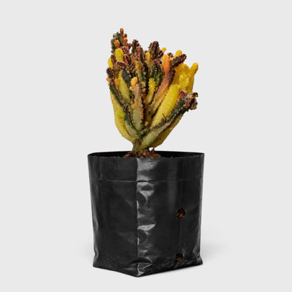 Fairy Castle Variegated Cactus | Rare Variegated Live Cactus