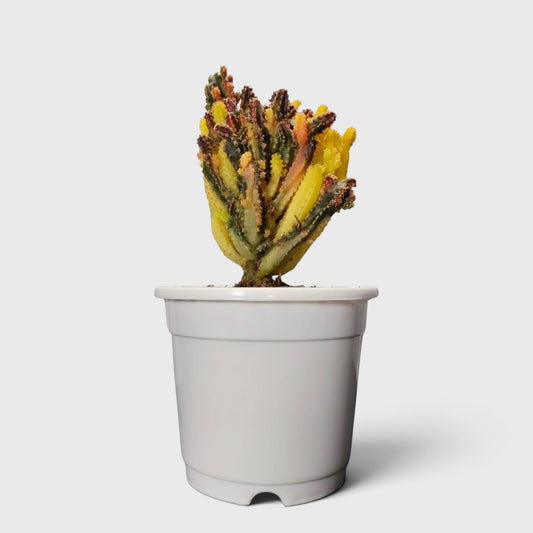 Fairy Castle Variegated Cactus | Rare Variegated Live Cactus