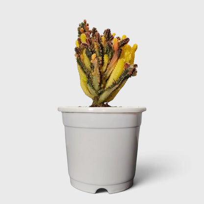 Fairy Castle Variegated Cactus | Rare Variegated Live Cactus