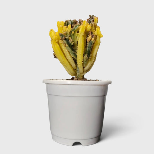 Fairy Castle Variegated Cactus | Rare Variegated Live Cactus