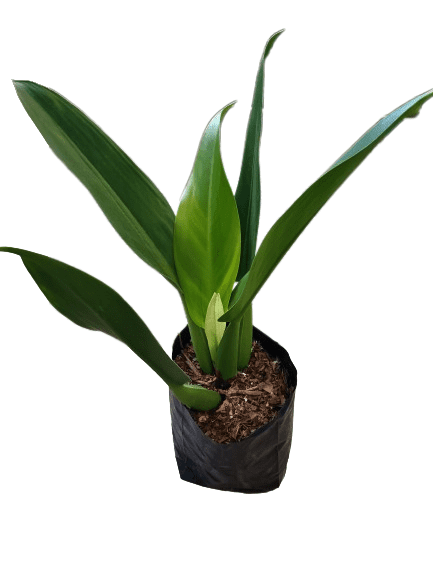 Fatboy Philodendron Plant: Lush and Low - Maintenance Indoor Beauty - My Store