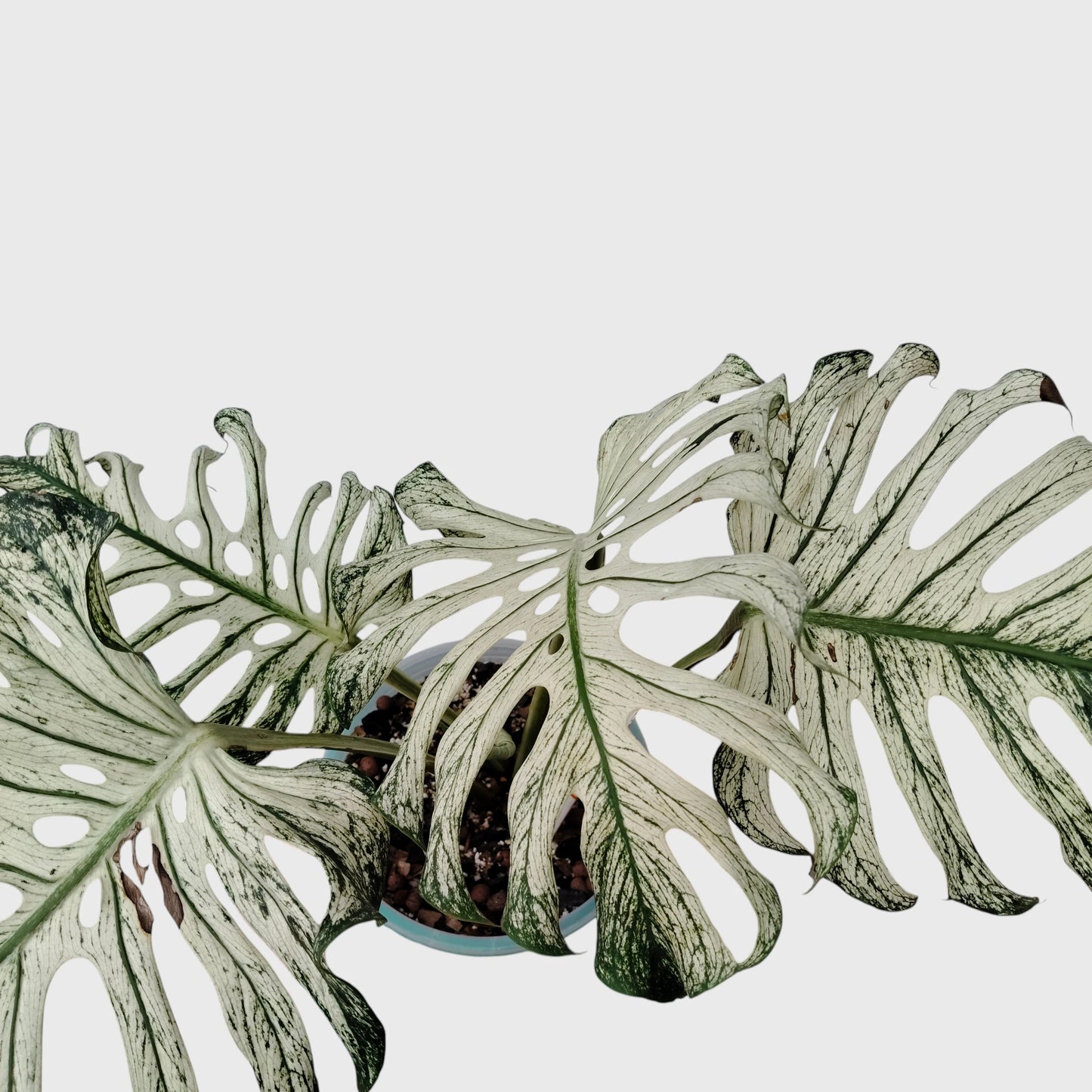 Rare Monstera 'Devil Monster' – Giant Fenestrated Monstera