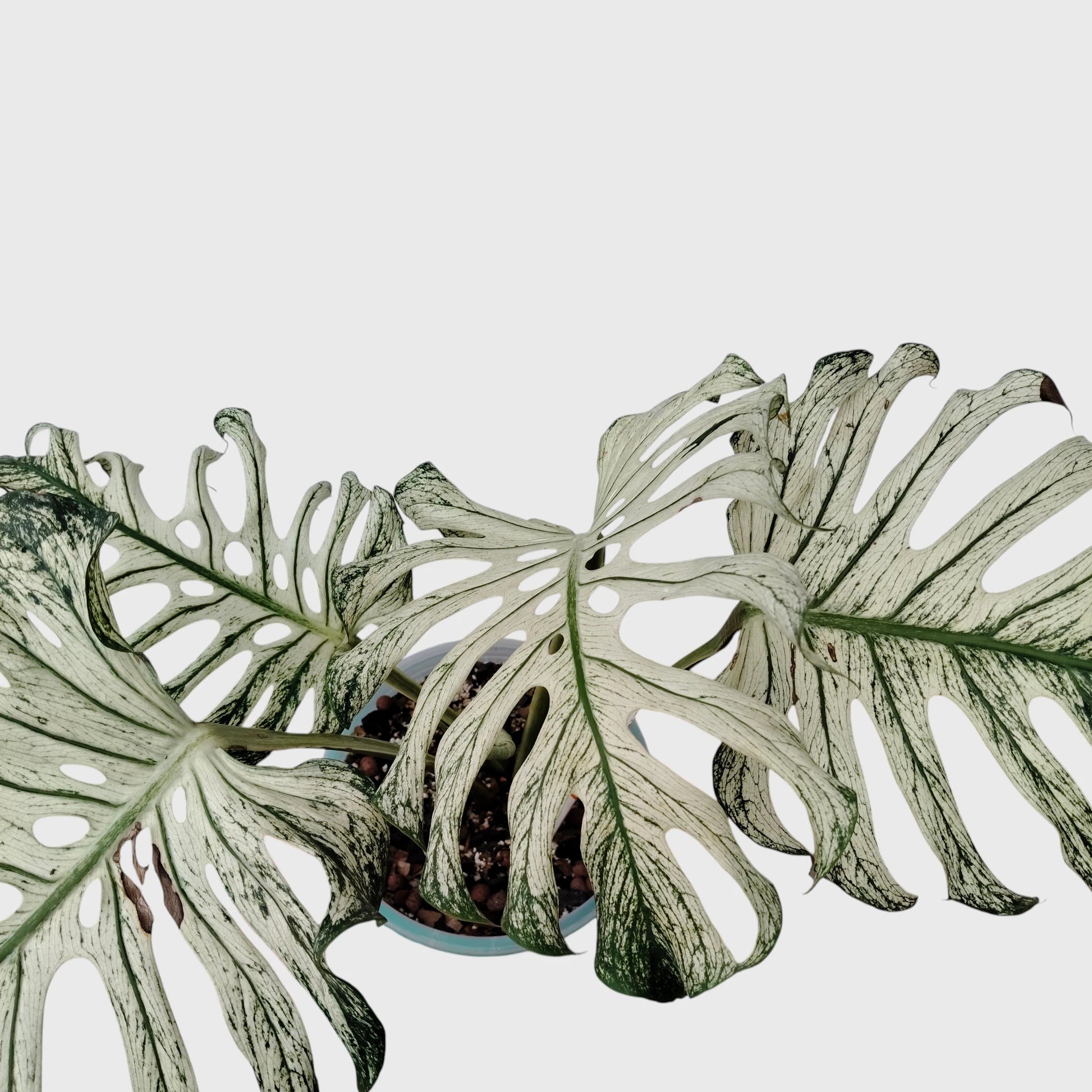 Rare Monstera 'Devil Monster' – Giant Fenestrated Monstera
