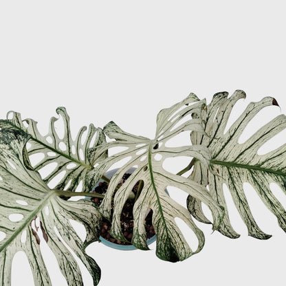 Rare Monstera 'Devil Monster' – Giant Fenestrated Monstera