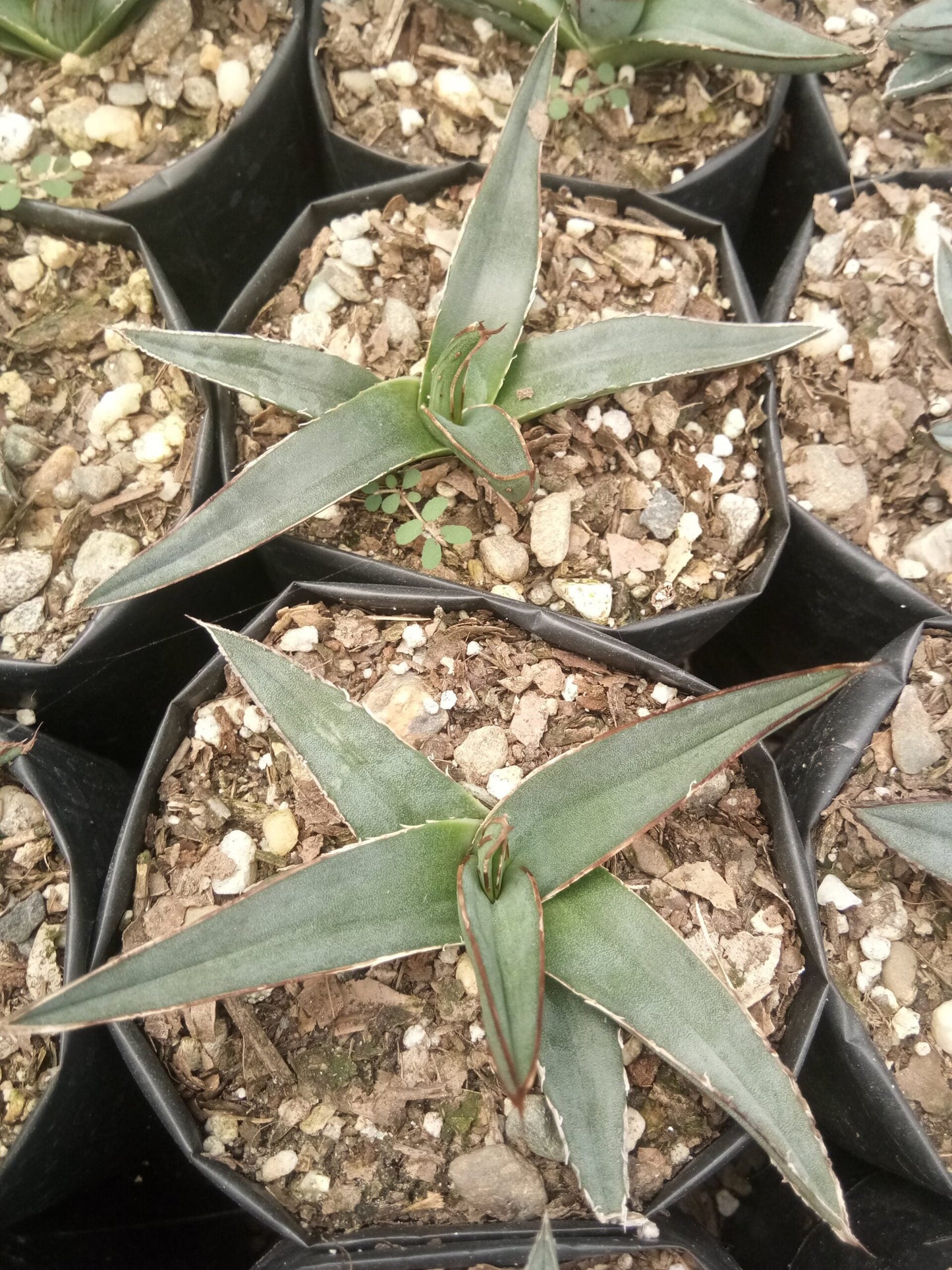 Fernandes Agave Delight: Available Now on Frek! - My Store