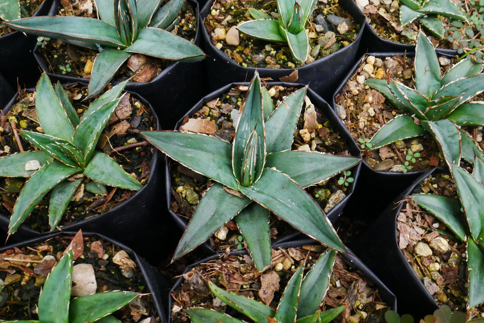 Fernandes Agave Delight: Available Now on Frek! - My Store