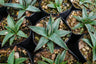 Agave Nickelsiae Fernandez Regis: Available Now on Frek! – Bare-Rooted