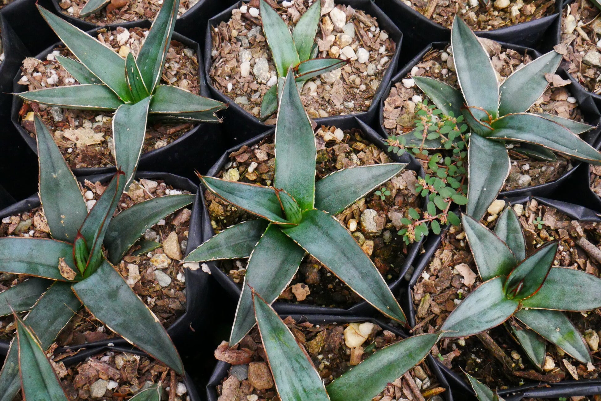 Fernandes Agave Delight: Available Now on Frek! - My Store