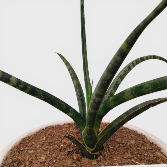 Modern indoor snake plant