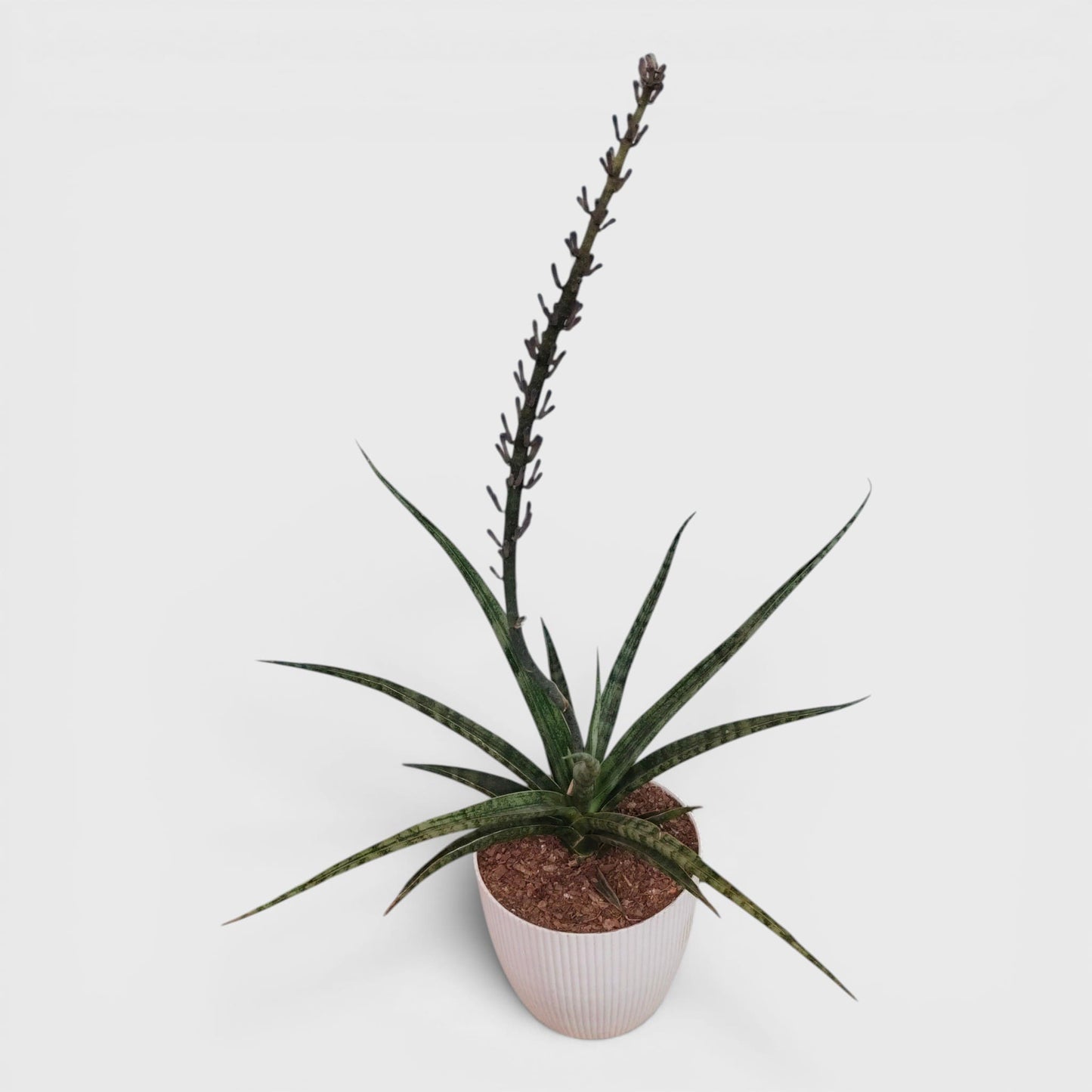 Sansevieria Fernwood – Compact Air Purifying Snake Plant | Bare Rooted