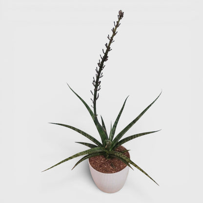 Sansevieria Fernwood – Compact Air Purifying Snake Plant | Bare Rooted