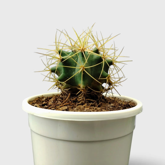 Ferocactus Glaucescens – Blue Barrel Cactus with Golden Spines
