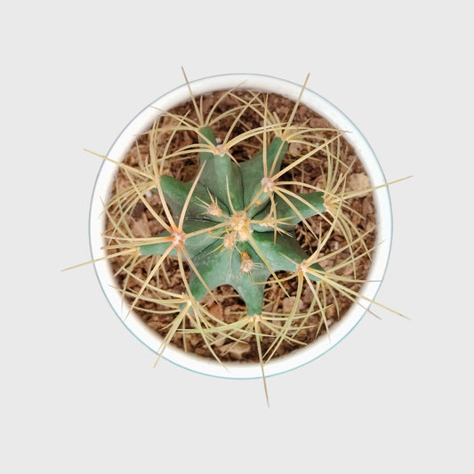 Ferocactus Glaucescens – Blue Barrel Cactus with Golden Spines