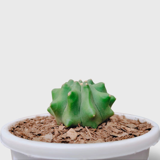 Ferocactus Glaucescens Forma Inermis Cactus Plant | Spineless Collector Cactus
