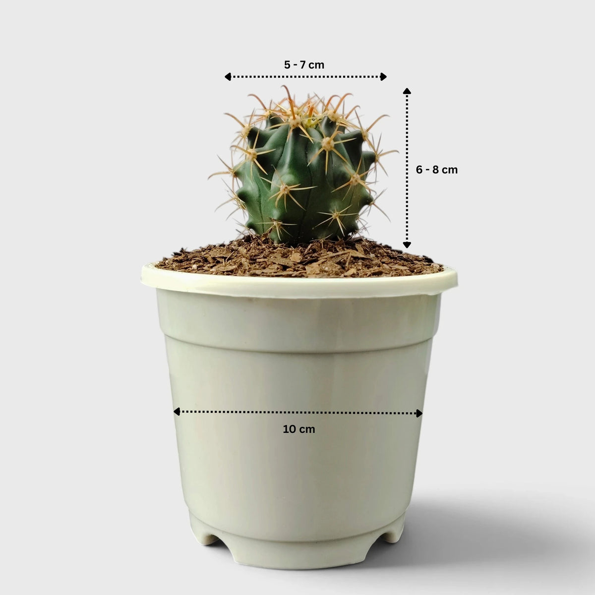 Ferocactus Peninsulae 'Horridus' – Peninsular Barrel Cactus | Collector Cactus