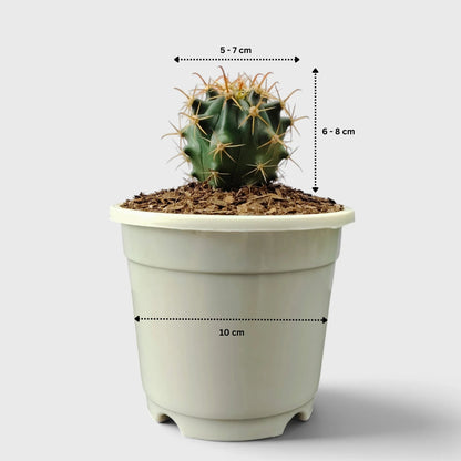 Ferocactus Peninsulae 'Horridus' – Peninsular Barrel Cactus | Collector Cactus