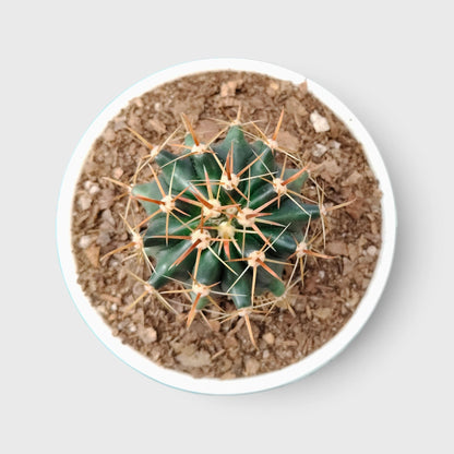 Ferocactus Peninsulae 'Horridus' – Peninsular Barrel Cactus | Collector Cactus