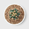 Ferocactus Peninsulae 'Horridus' – Peninsular Barrel Cactus | Collector Cactus