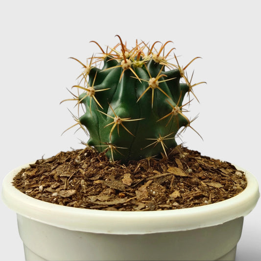 Ferocactus Peninsulae 'Horridus' – Peninsular Barrel Cactus | Collector Cactus
