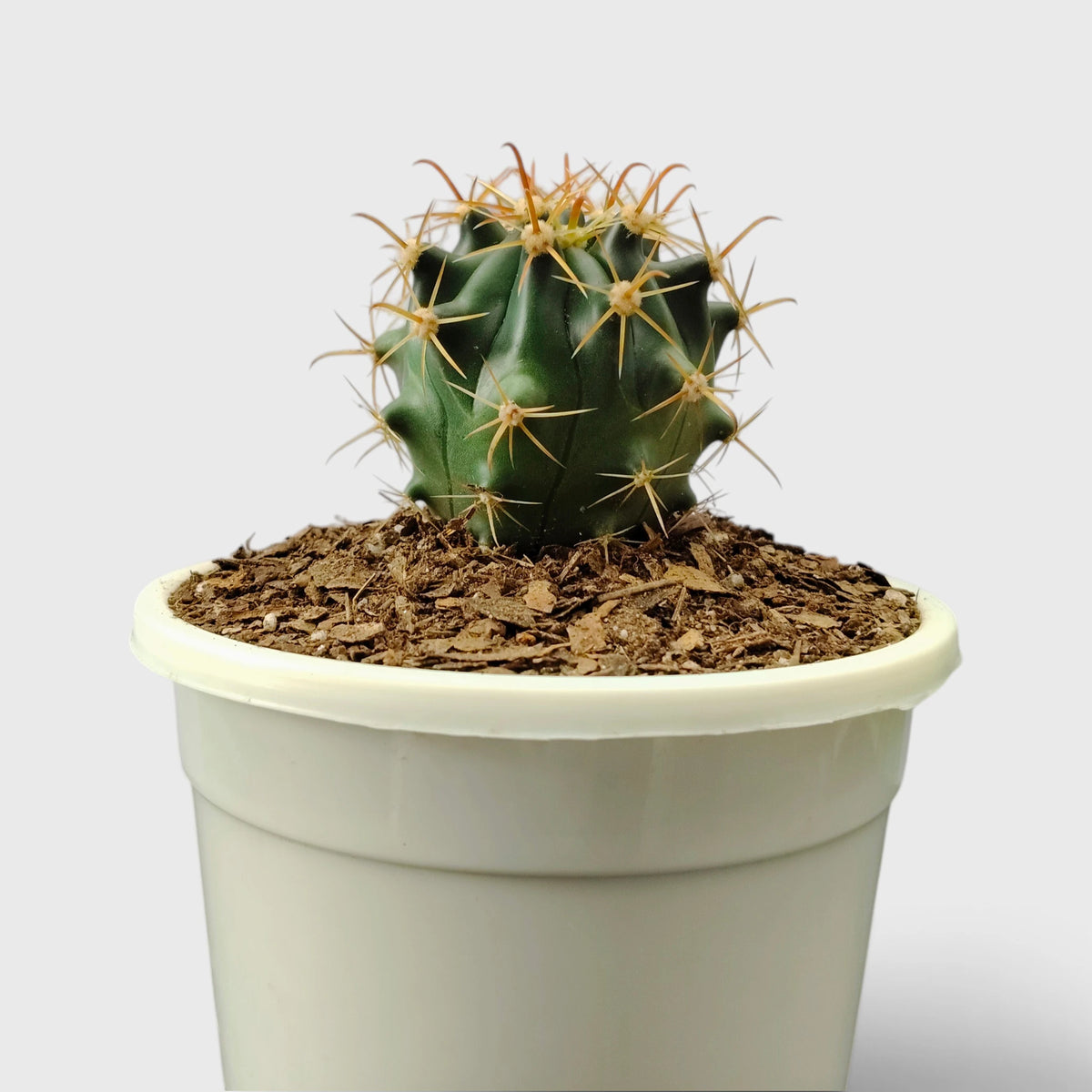 Ferocactus Peninsulae 'Horridus' – Peninsular Barrel Cactus | Collector Cactus