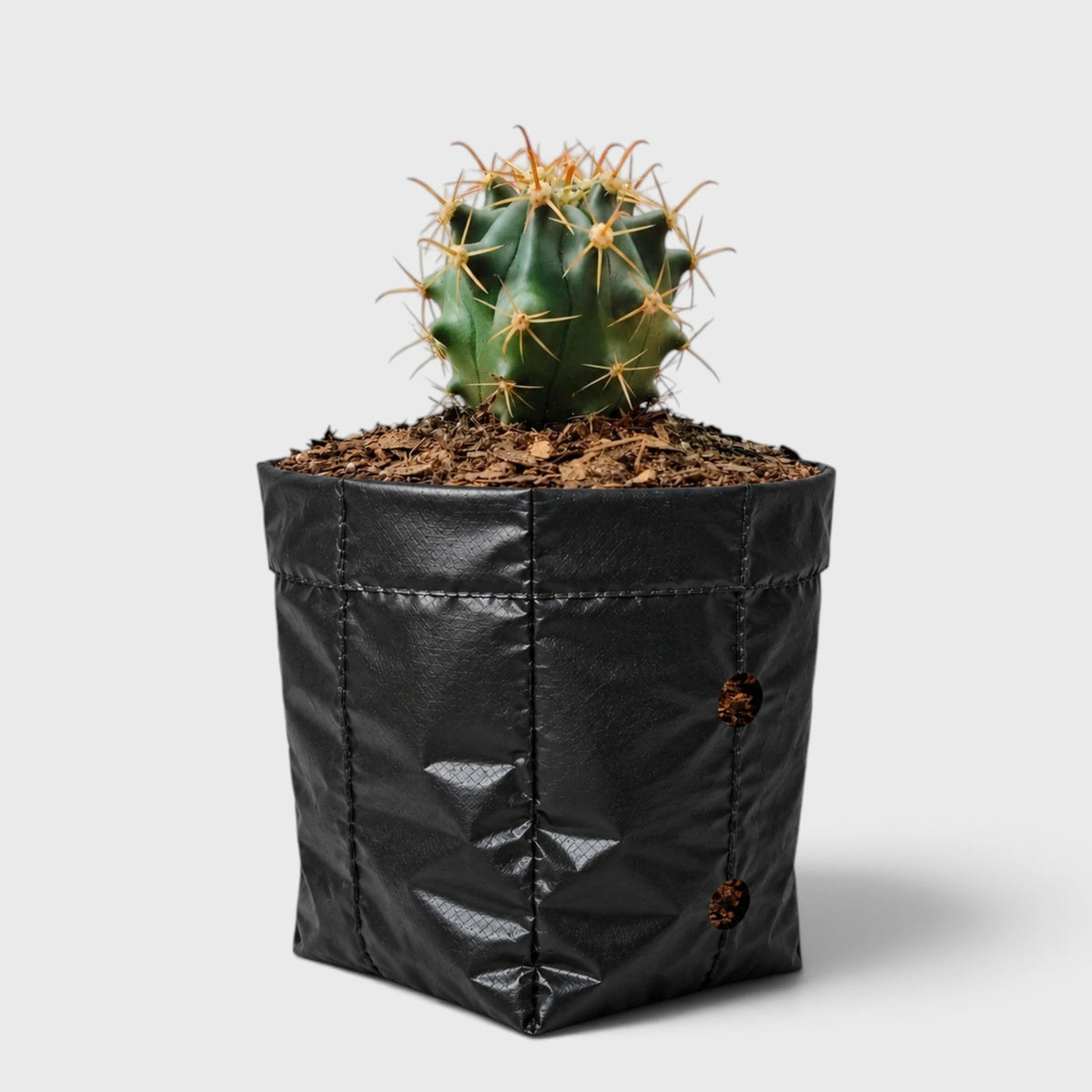 Ferocactus Peninsulae 'Horridus' – Peninsular Barrel Cactus | Collector Cactus
