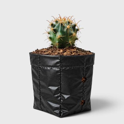 Ferocactus Peninsulae 'Horridus' – Peninsular Barrel Cactus | Collector Cactus