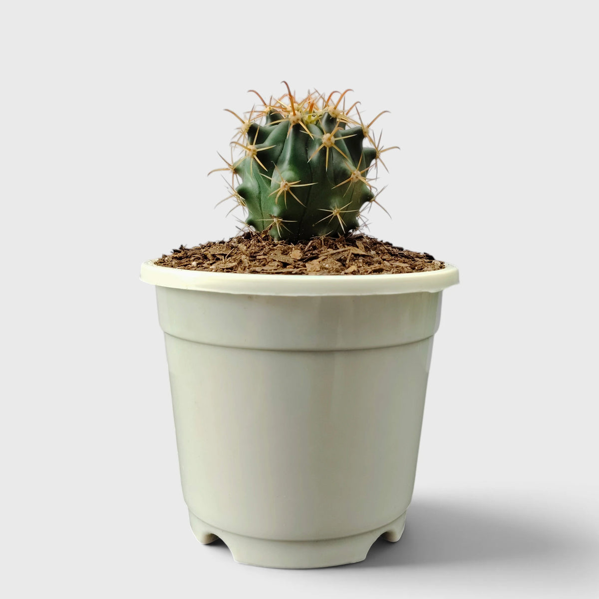 Ferocactus Peninsulae 'Horridus' – Peninsular Barrel Cactus | Collector Cactus