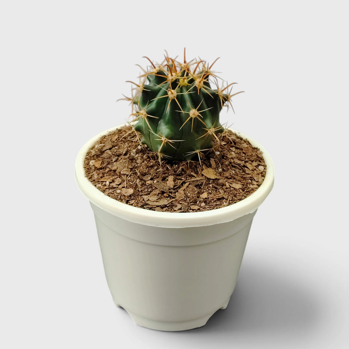 Ferocactus Peninsulae 'Horridus' – Peninsular Barrel Cactus | Collector Cactus