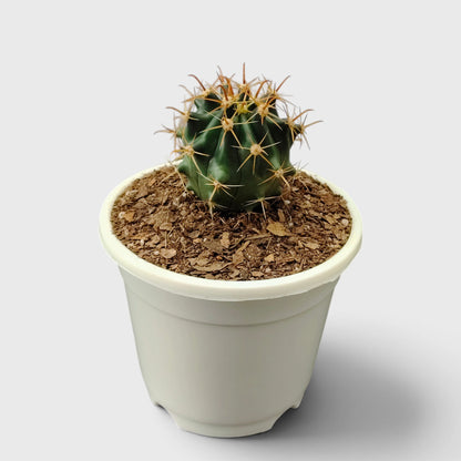 Ferocactus Peninsulae 'Horridus' – Peninsular Barrel Cactus | Collector Cactus