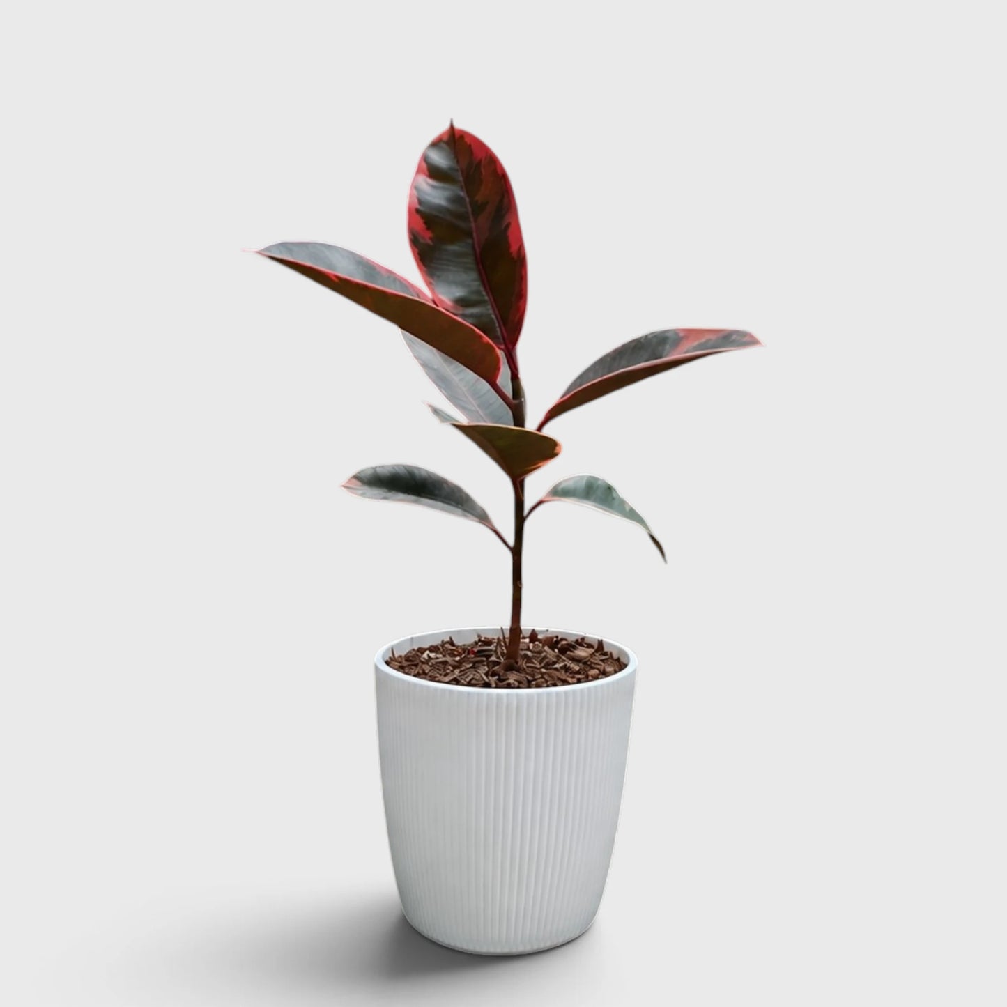 Variegated Rubber Plant (Ficus elastica 'Tineke' / 'Ruby') | Mature Indoor Live Plant
