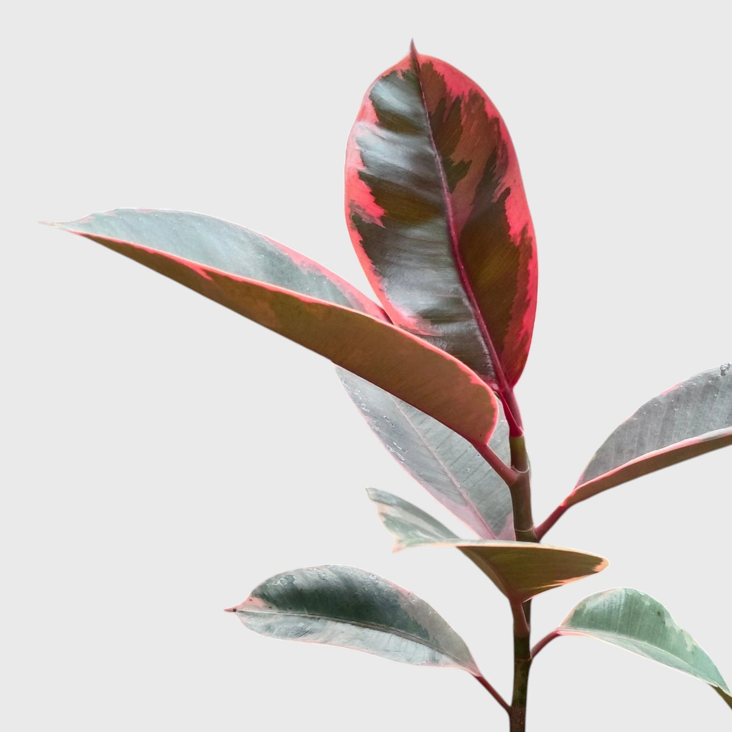 Variegated Rubber Plant (Ficus elastica 'Tineke' / 'Ruby') | Mature Indoor Live Plant