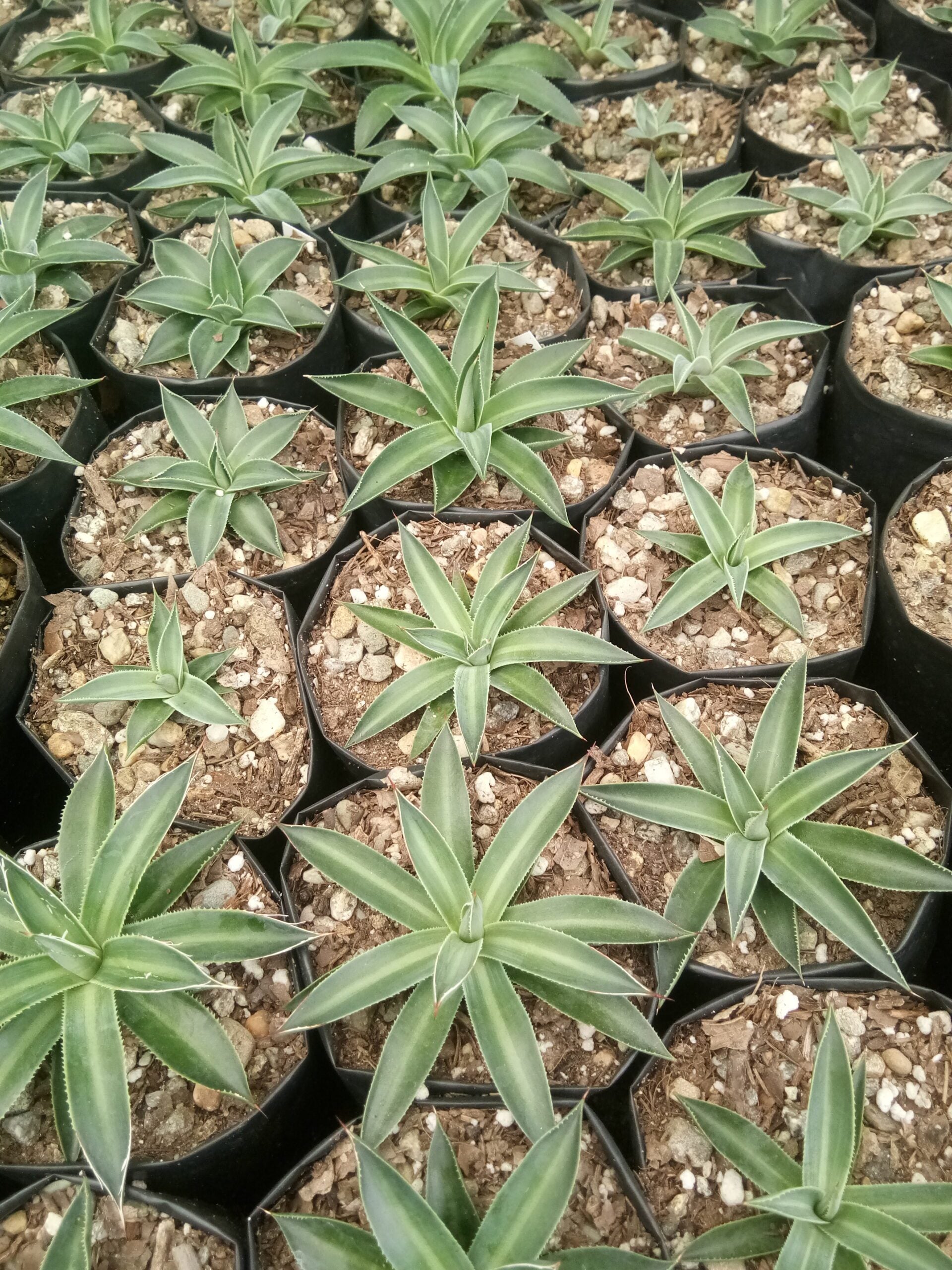 Filifera Schidigera Urique Agave: Shop now at Frek - My Store